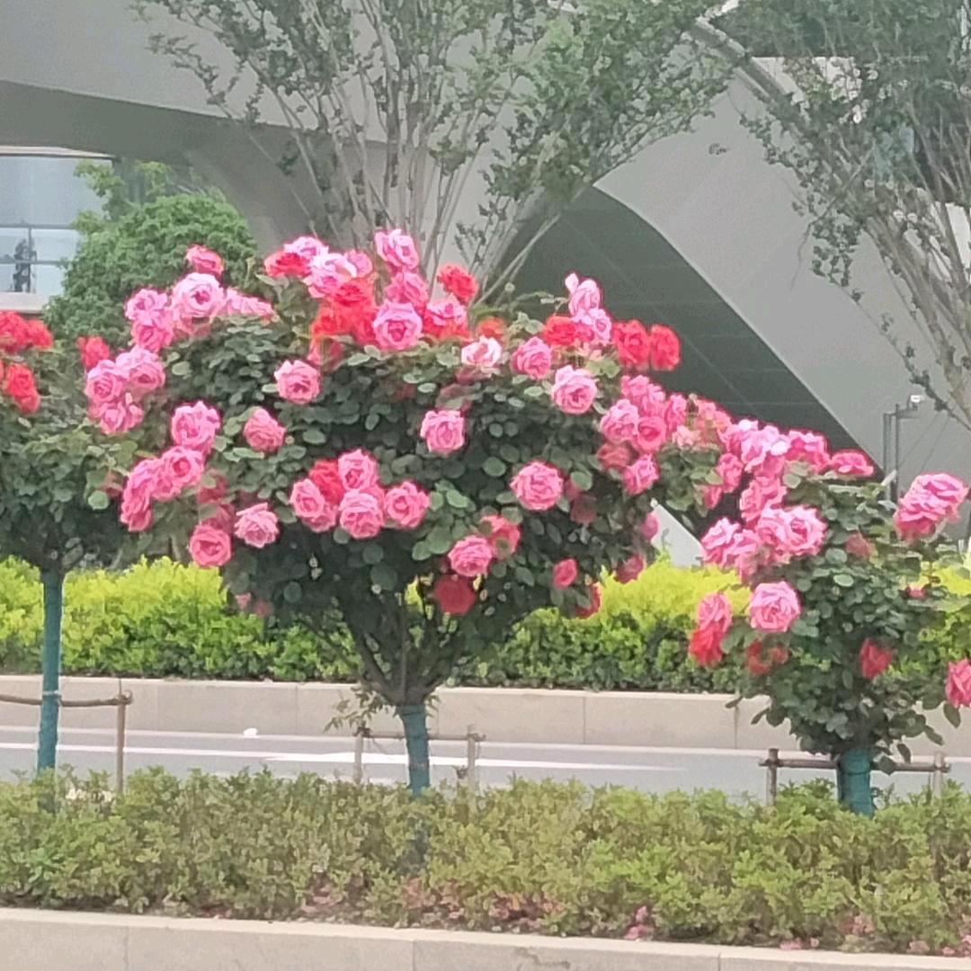 梅花香自苦寒来🌸🐮