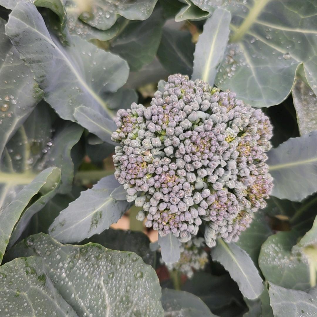 好好的：小婷091（11月28号周年庆）