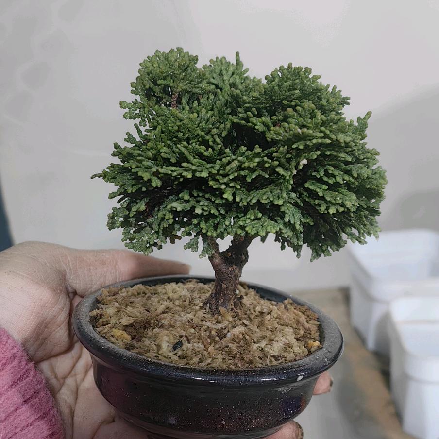 静月花卉