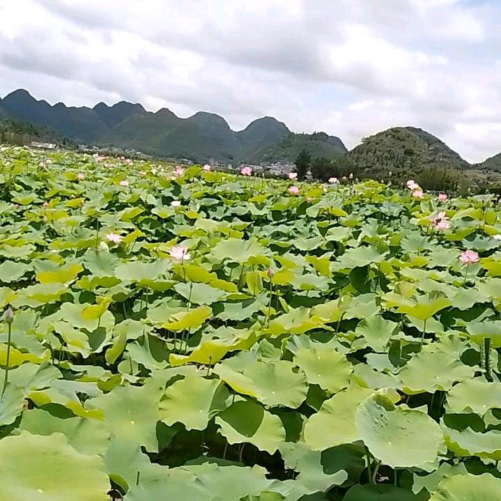 冰   心