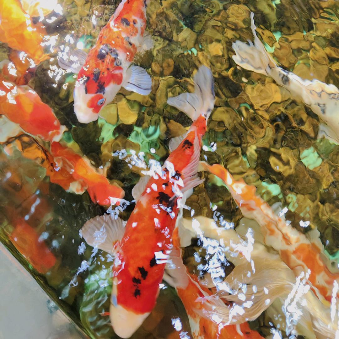 ᬐ随ᥫᩣ໒訫ℳ