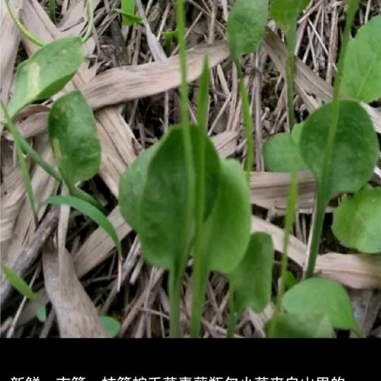 心静淡然