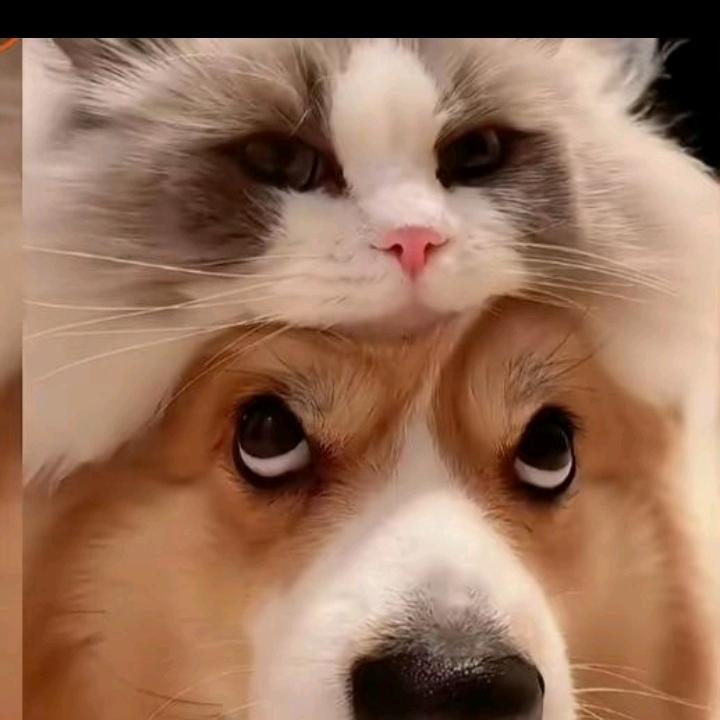 指鹿为马先生