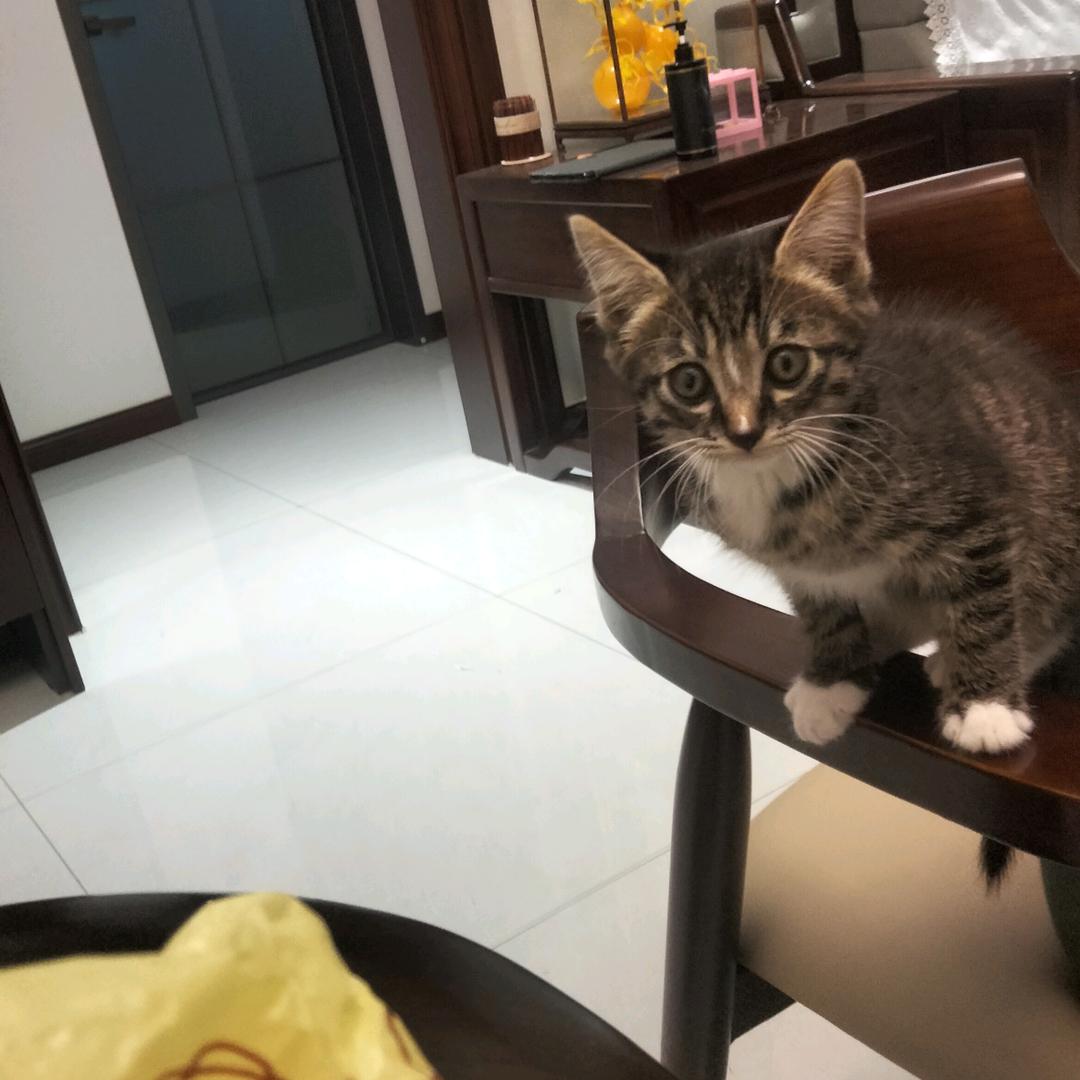 小虎的日常