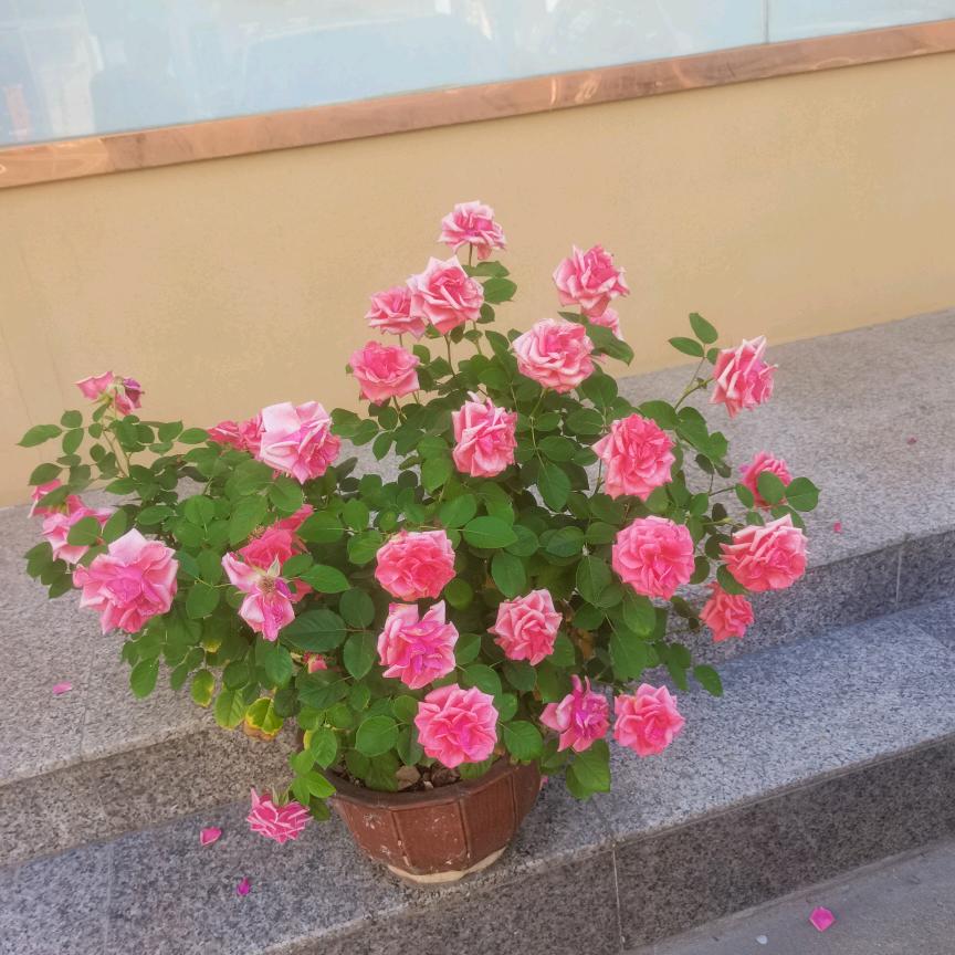 你是我的