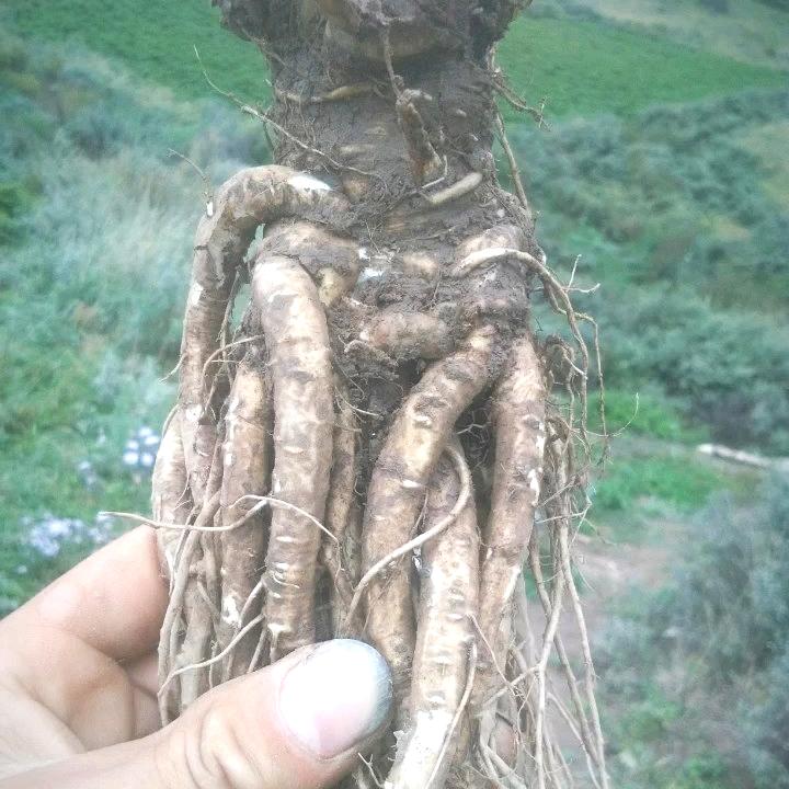 白霞农产品滋补养生店