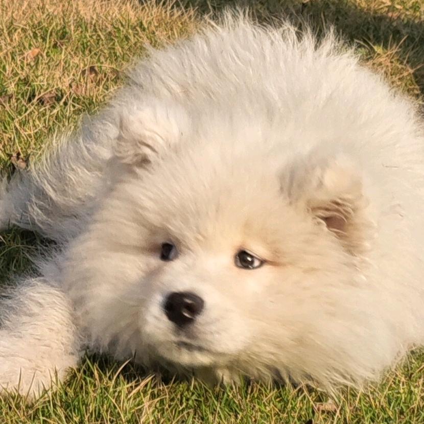 喜之郎不是果冻