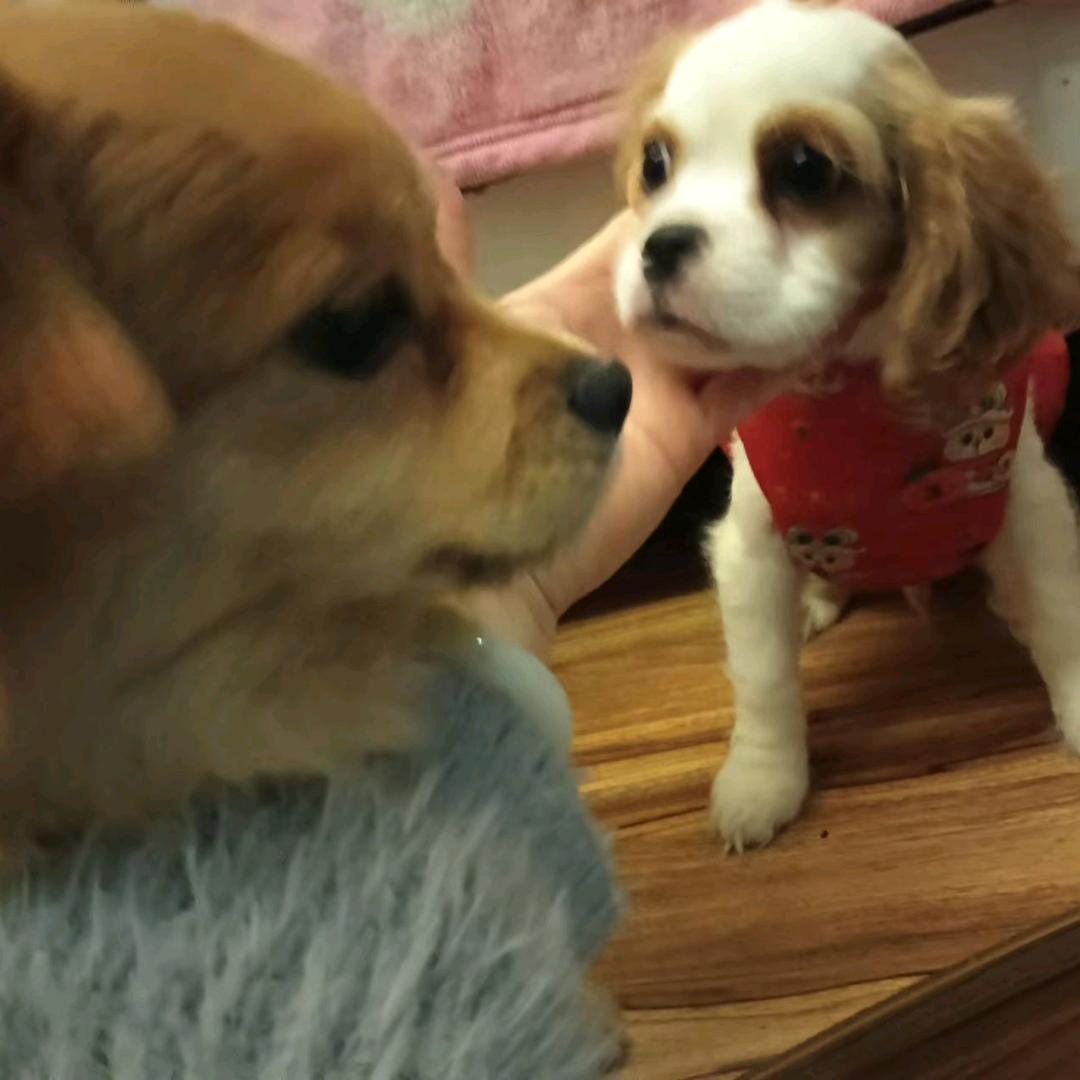 喵旺它有点可爱