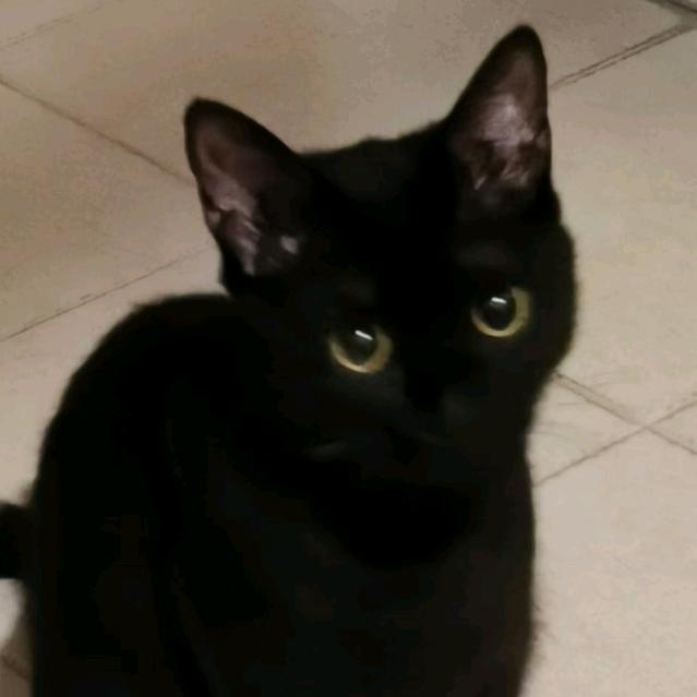 我的辣椒炒肉呢