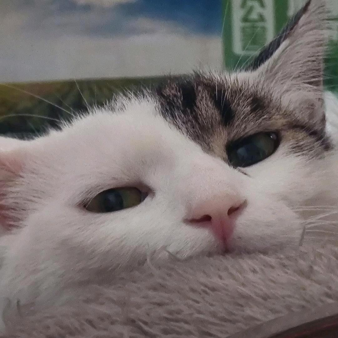 🌈🍀˚*̥(∗*⁰͈꒨⁰͈)*̥哇哦