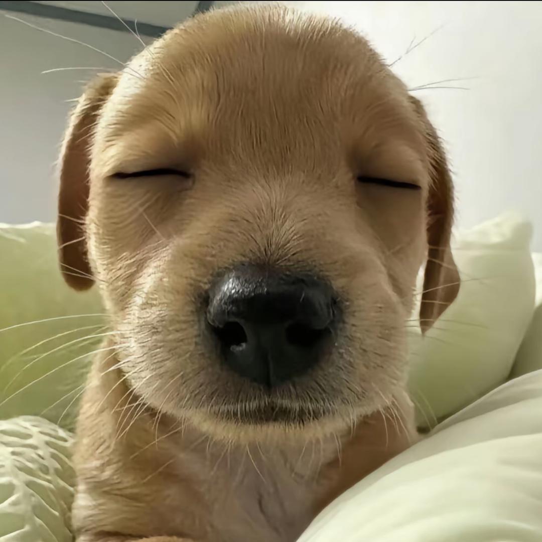 尧尧