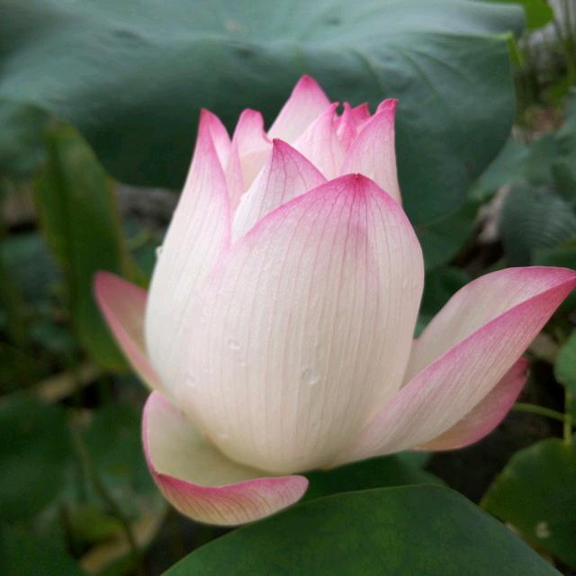 ✨🍊🍋㜂孞✨🍊♂