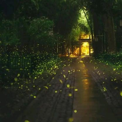 颖火虫