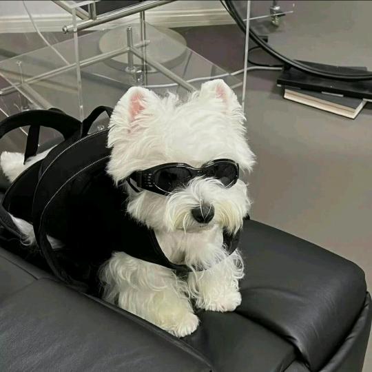 德尚汽车服务（以租代购）