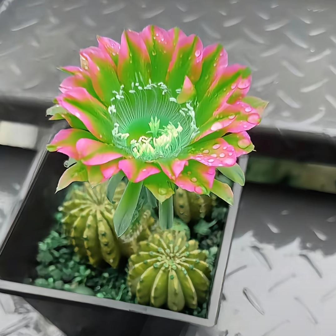 东方红艳