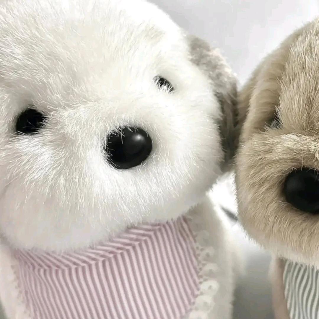 拉布拉多拉不拉.