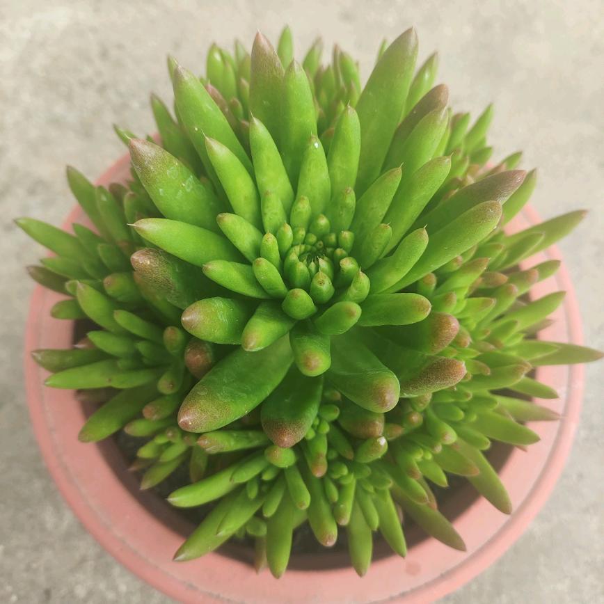 栗