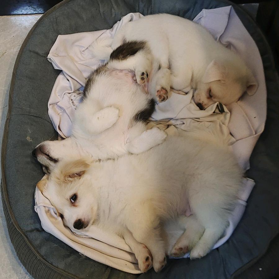 糯米，奥利奥，奶团