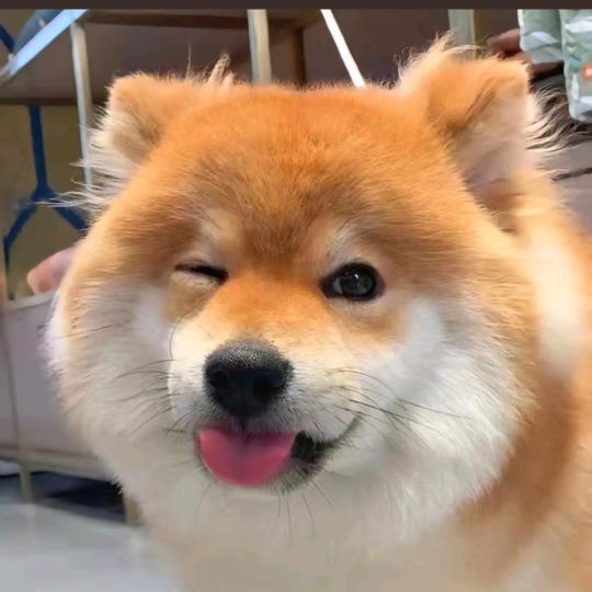 大可🐶旺宠犬舍