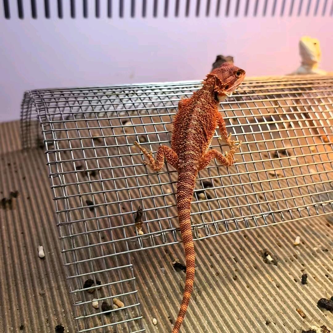 沙漠之舟鬃狮蜥养殖基地