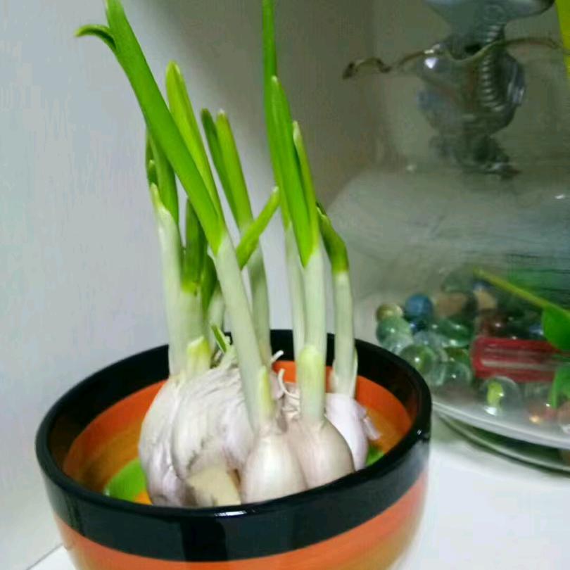 谢乘枫