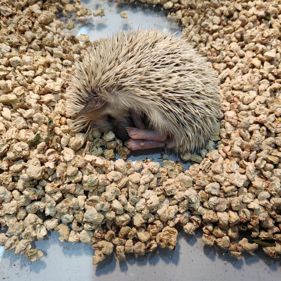 牛皮糖（甲友）