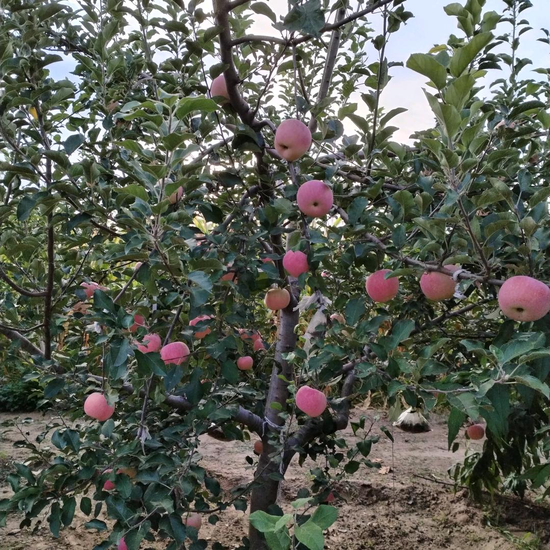 开心快乐🌹🌹