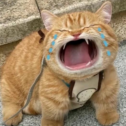 啊清