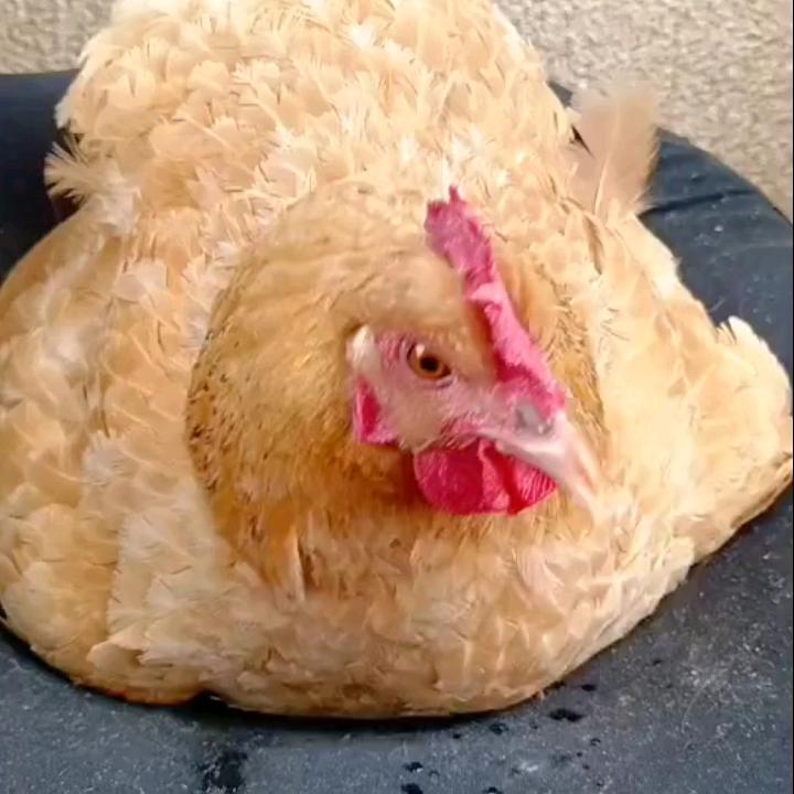 一起轻松养好鸡