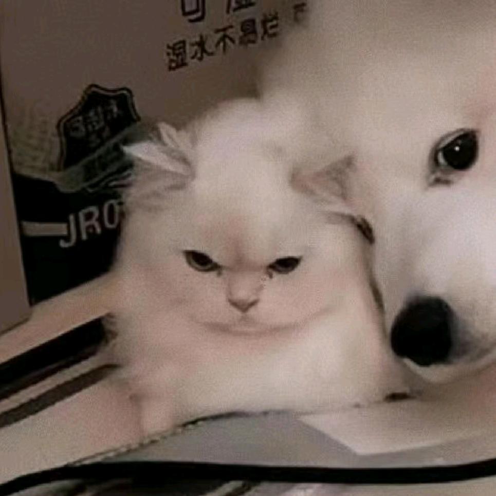 月莎