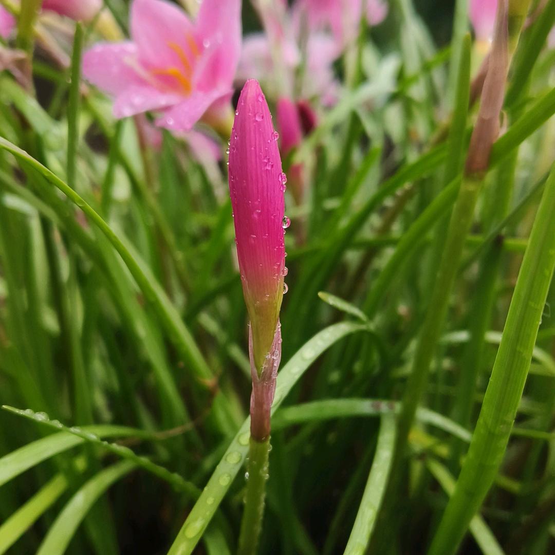 傲雪伊人♥小薇