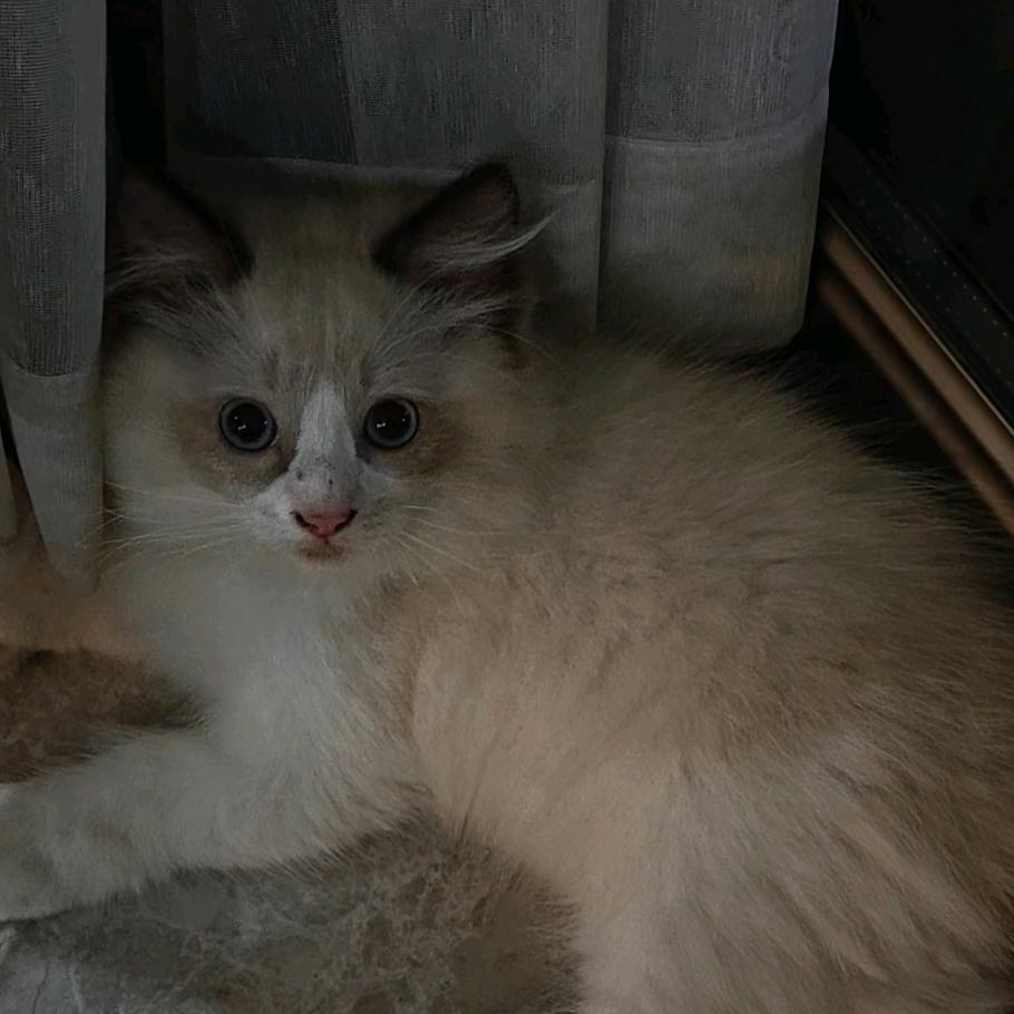 穷鬼遇上馋猫