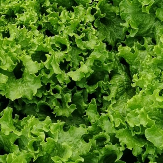 禾硕丰农资5229755