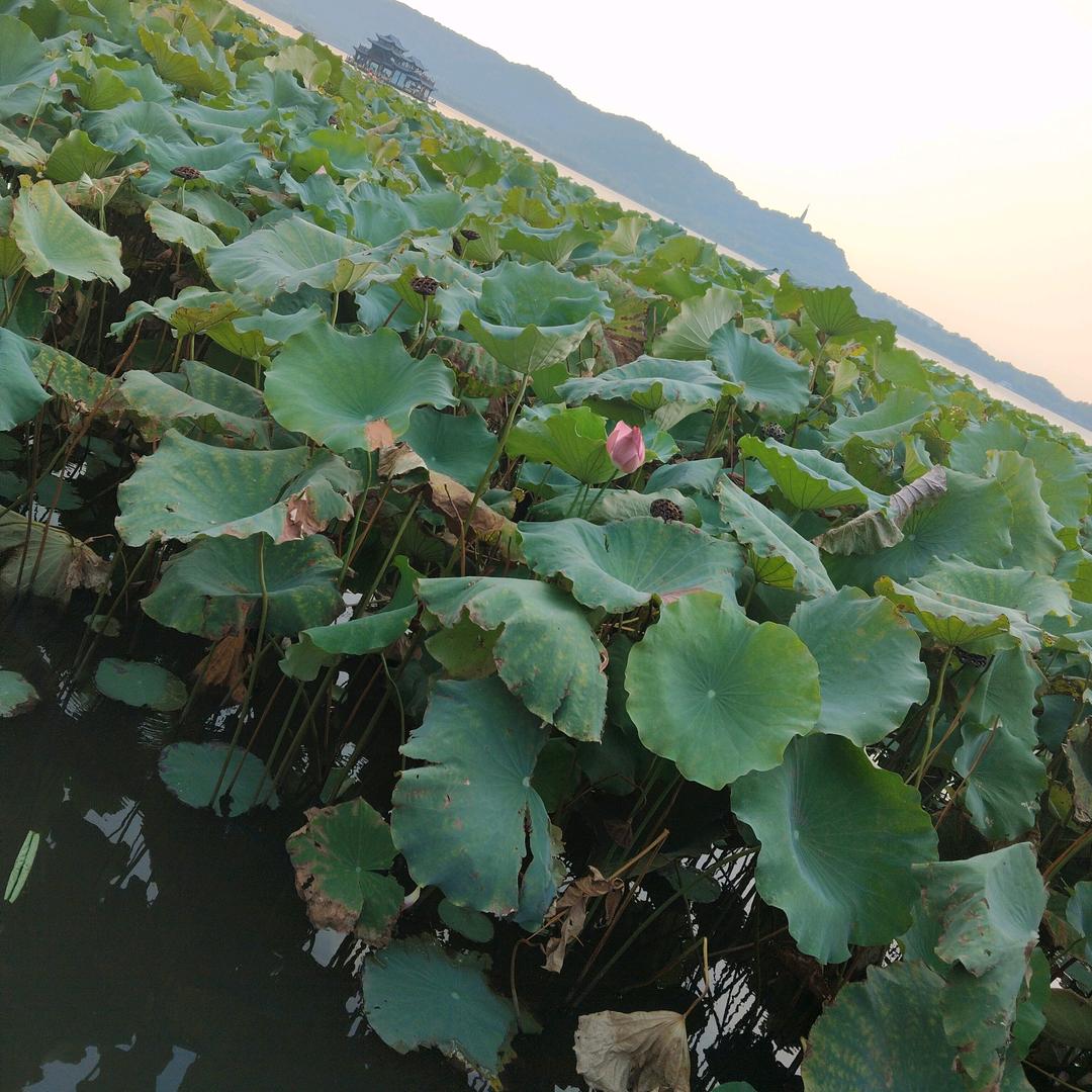 我的梦想。