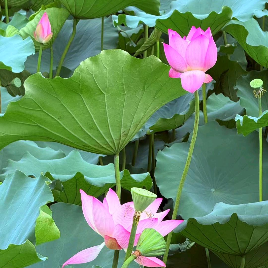 平安吉祥