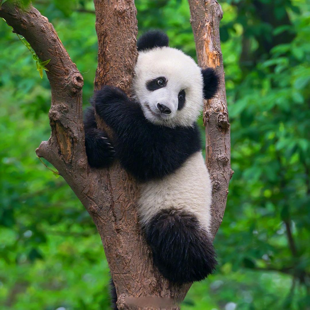 封心锁爱