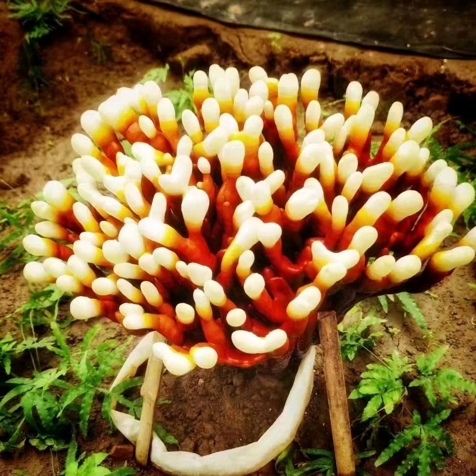 西西聊种植
