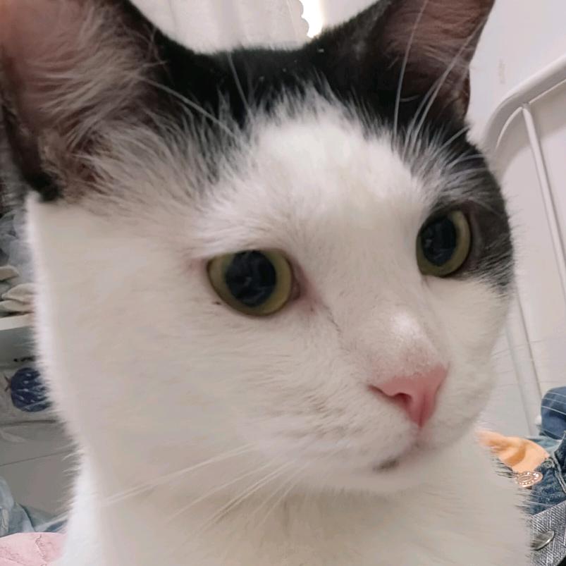 爱喝杨枝甘露的小蚊子