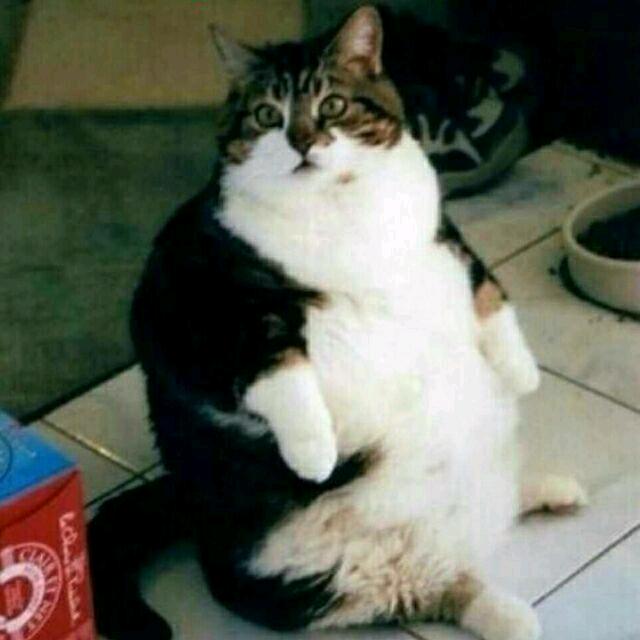 肥猫～