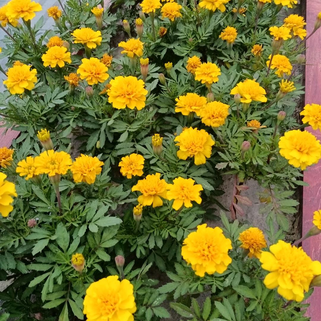 李侠