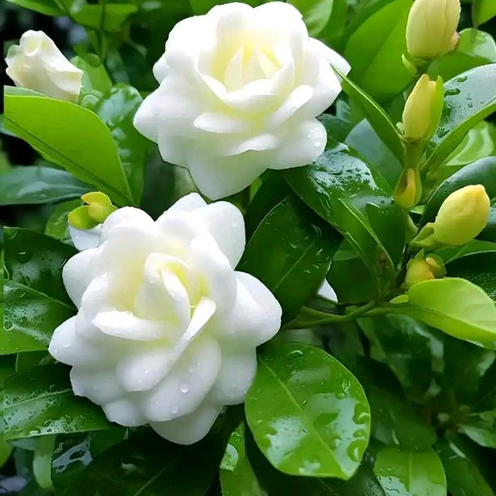栀子花
