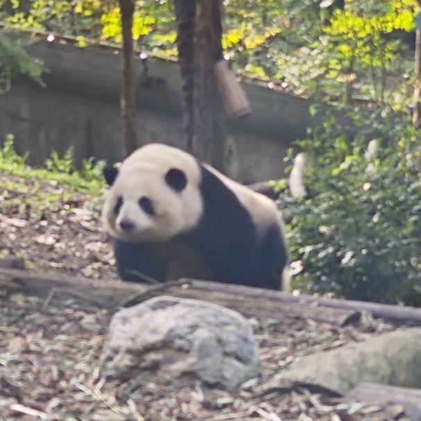 我说她是婧婧头像