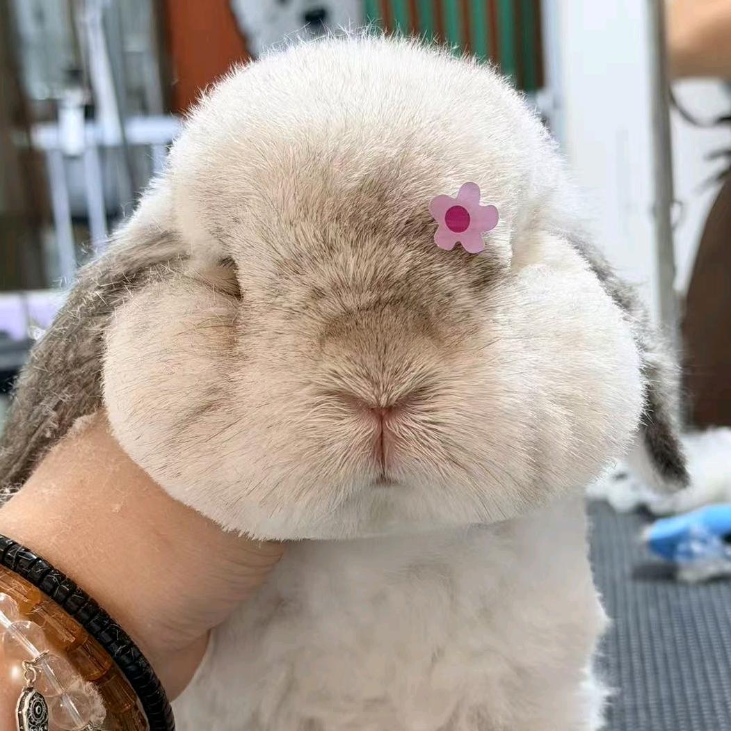 夏小姐的沈先生