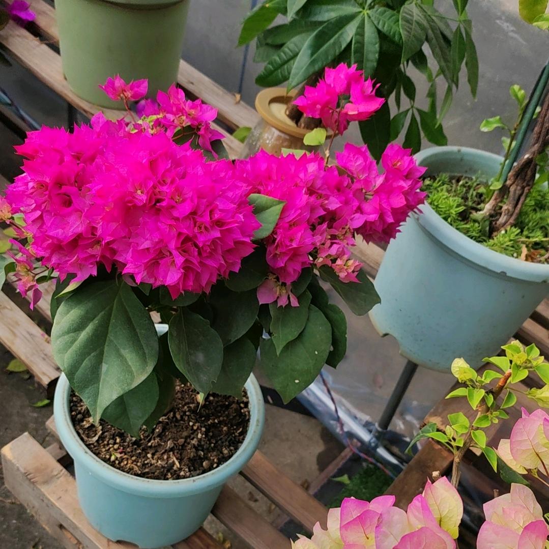 沾花惹草