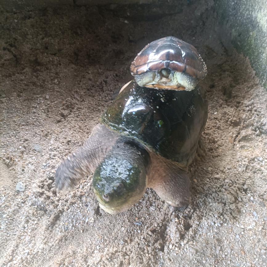 记收龟鳖业水产养殖场