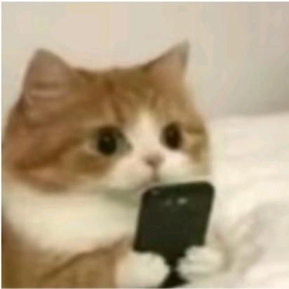 苏苏