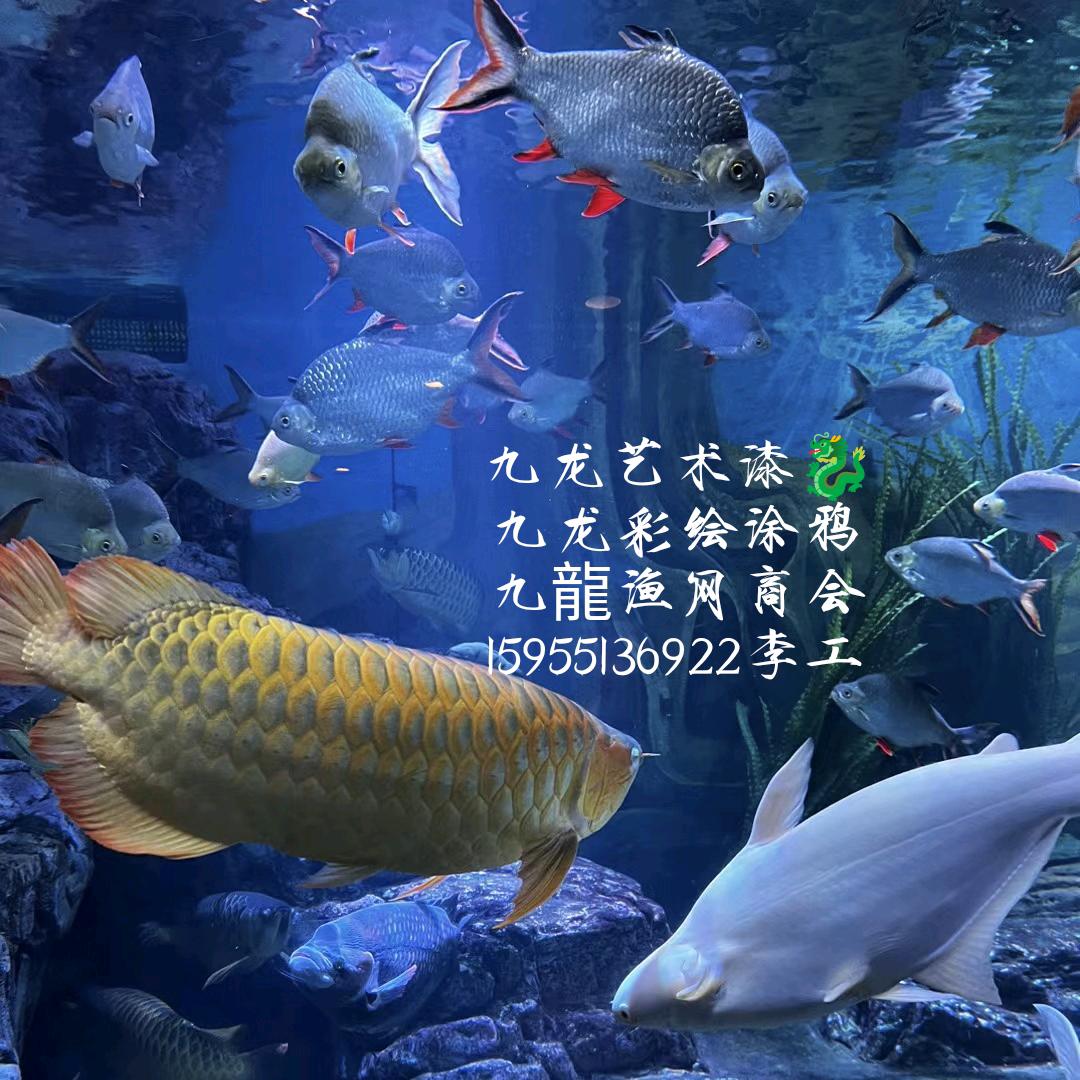 九龙🐉