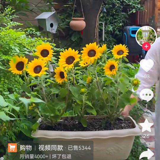 诗与远方