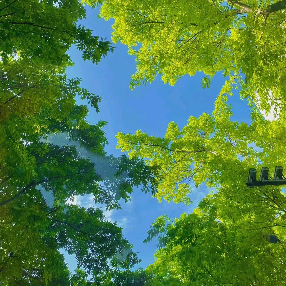 ✨第二只羽毛