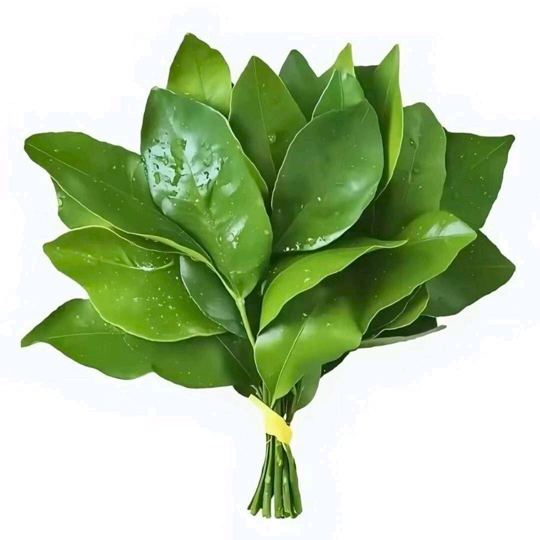 小凤凤